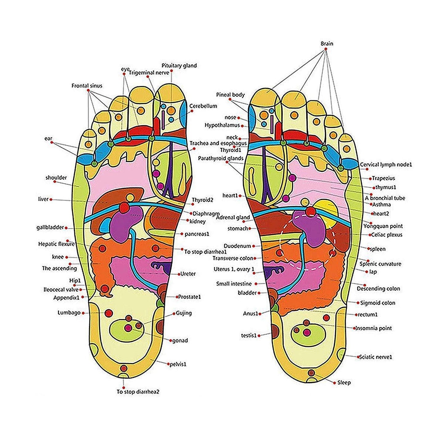 Buy The New Spring Acupressure and Magnetic Therapy Accu Yoga Paduka - BestCart