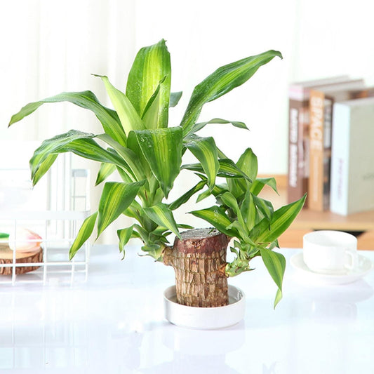 Buy The New Brazilian Lucky Wood, Mini Home Plant Decorations - BestCart