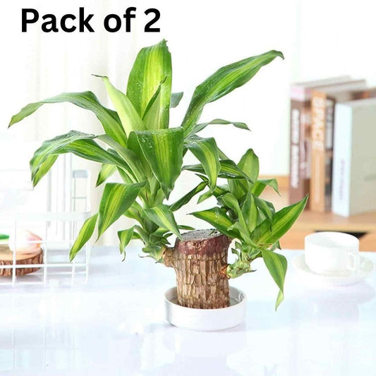 Buy The New Brazilian Lucky Wood, Mini Home Plant Decorations (Pack of 2) - BestCart